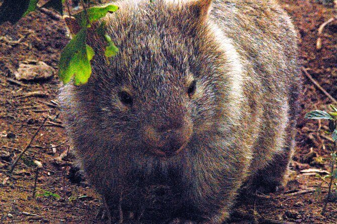 Walking with Wild Wombats Private Day Trip from Sydney - Key takeaways before you go