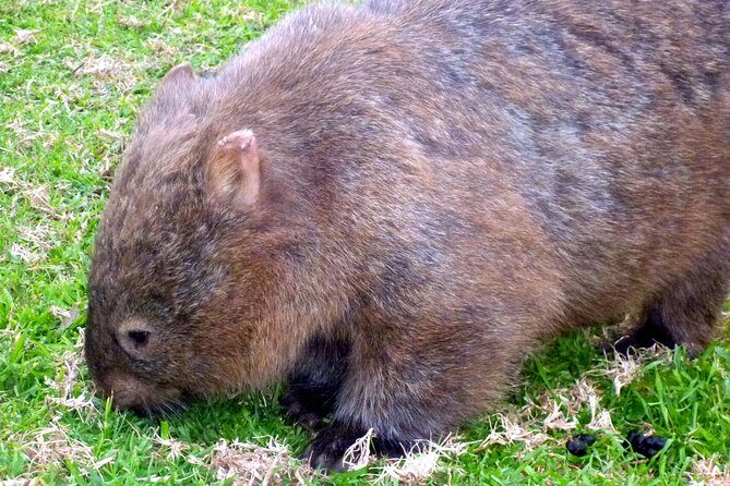 Walking with Wild Wombats Private Day Trip from Sydney - What you’re paying for: a private wombat day with transport and park access