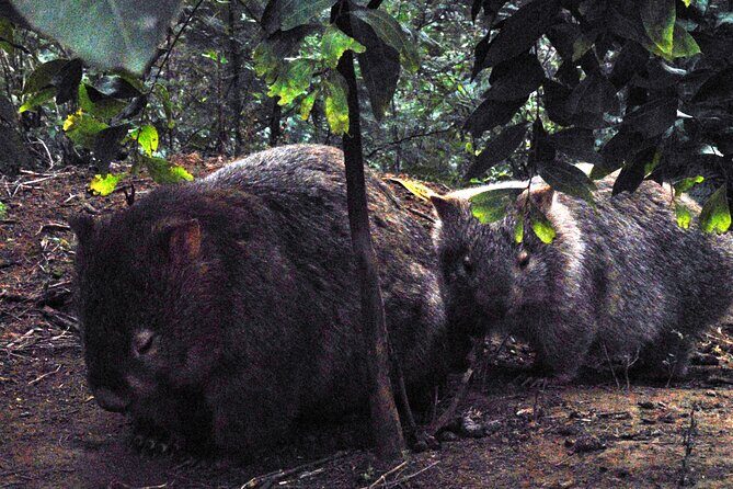Walking with Wild Wombats Private Day Trip from Sydney - When it runs: the Mon–Thu window and how far ahead to book