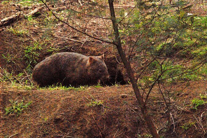Walking with Wild Wombats Private Day Trip from Sydney - Price and value: is $426.76 per person a fair deal?