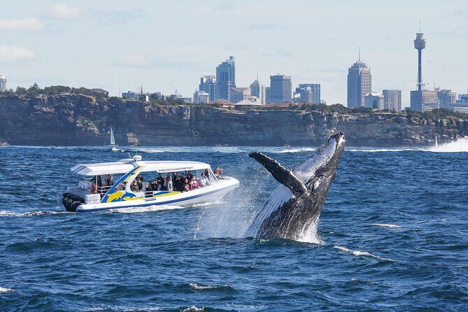 Whale Watching Adventure Cruise - Key things to know before you go