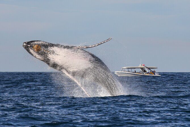 Whale Watching Adventure Cruise - Totally Wild high-speed whale cruise: what makes it different