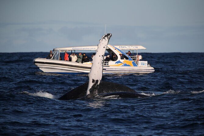 Whale Watching Adventure Cruise - Comfort and practicalities: no bathroom, wind, and being ready for a wet-splatter day