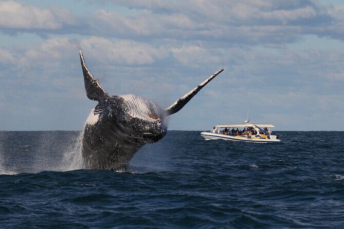 Whale Watching Adventure Cruise - Who this cruise fits best (and who should reconsider)
