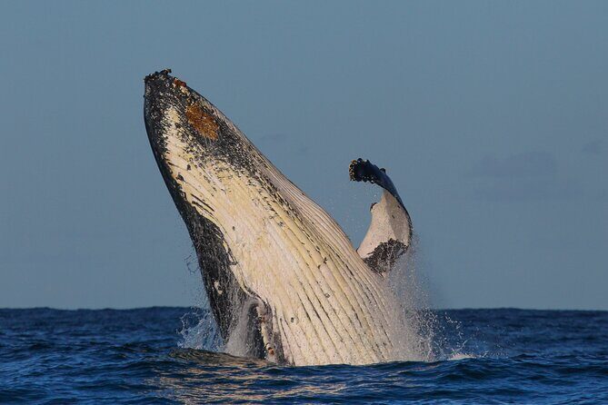 Whale Watching Sydney 2-Hour Express Cruise - Whale watching reality check: yes, you can see plenty, but crowds and seas are part of it
