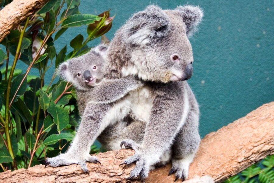 WILD LIFE Sydney Zoo - Wallaby Cliffs and the yellow-footed rock-wallabies that steal time
