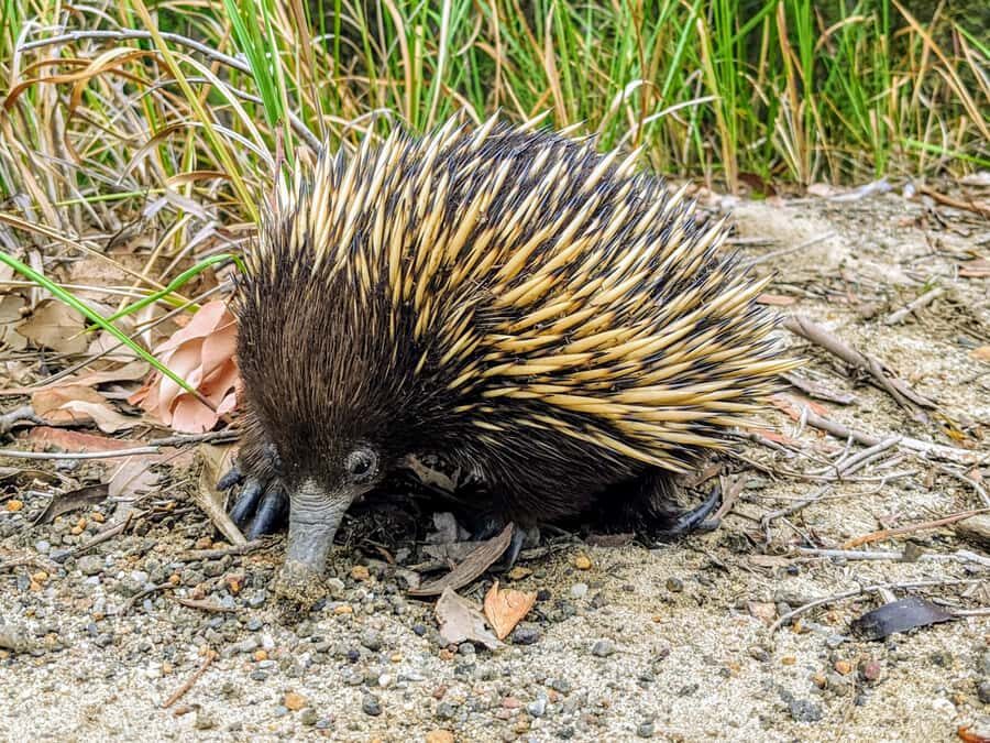 WILD Wombats and Kangaroo Experience, All Inclusive, Sydney - Budderoo National Park: Waterfall and Wildlife Time in the Eucalyptus